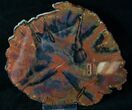 Red & Black Arizona Petrified Wood Slab - #15932-1